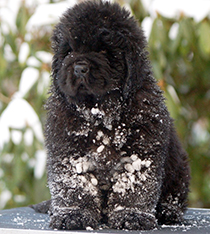 snown litter 641a.jpg
